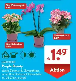 Aldi Süd GARDENLINE Purple Beauty Angebot