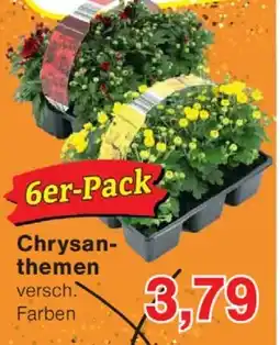 Wiglo Wunderland Chrysan- themen Angebot