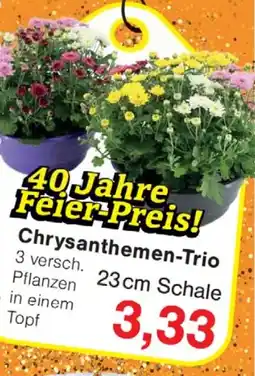 Wiglo Wunderland Chrysanthemen-Trio Angebot