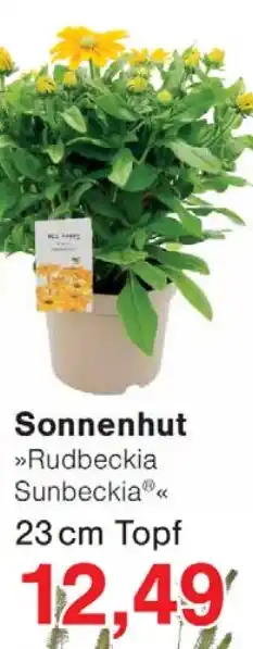 Wiglo Wunderland Sonnenhut Angebot