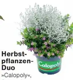 Wiglo Wunderland Herbst- pflanzen- Duo Angebot