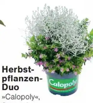 Wiglo Wunderland Herbst- pflanzen- Duo Angebot