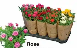 Wiglo Wunderland Rose Angebot