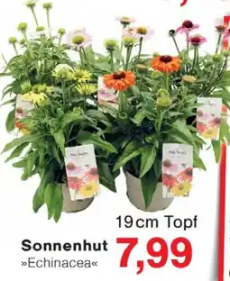 Wiglo Wunderland Sonnenhut Angebot