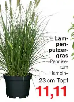 Wiglo Wunderland Lam- pen- putzer- gras Angebot
