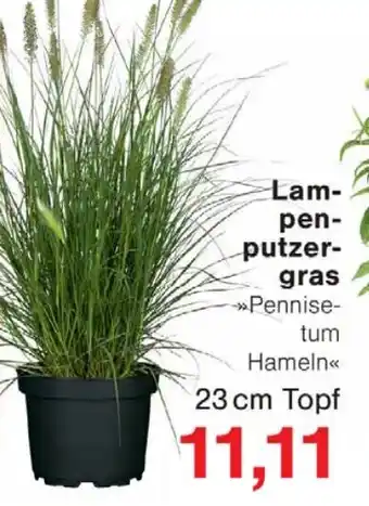 Wiglo Wunderland Lam- pen- putzer- gras Angebot