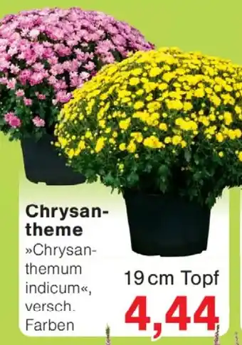 Wiglo Wunderland Chrysan- theme Angebot