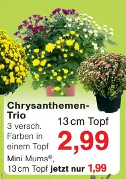 Wiglo Wunderland Chrysanthemen- Trio Angebot