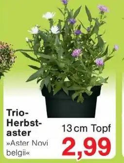 Wiglo Wunderland Trio- Herbst- aster Angebot