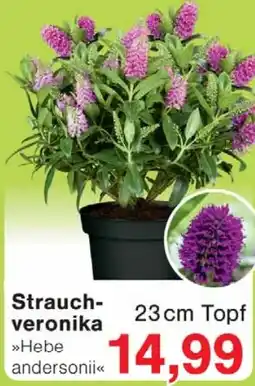 Wiglo Wunderland Strauch- veronika Angebot