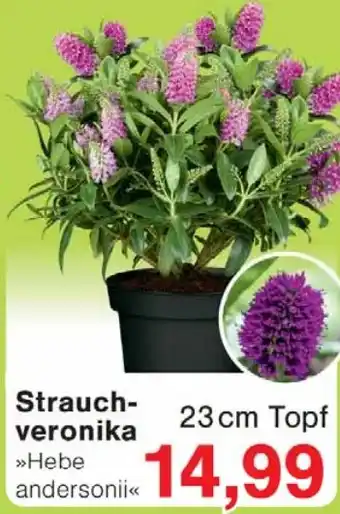 Wiglo Wunderland Strauch- veronika Angebot
