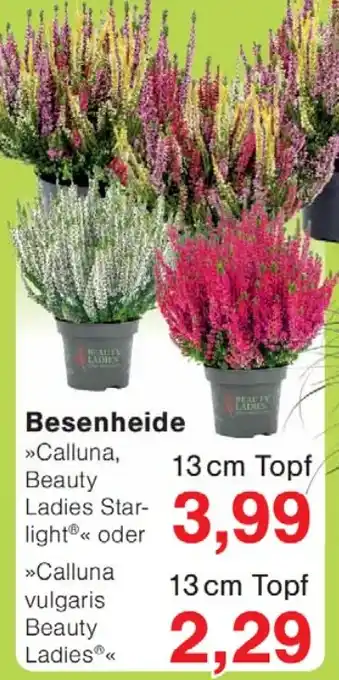 Wiglo Wunderland Besenheide Angebot