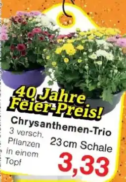 Jawoll Chrysanthemen-Trio Angebot