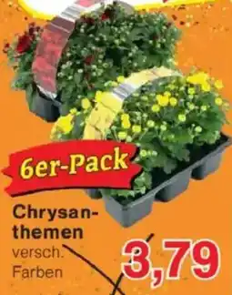 Jawoll Chrysan- themen Angebot