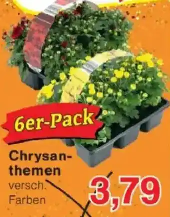 Jawoll Chrysan- themen Angebot