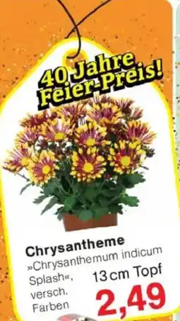 Jawoll Chrysantheme Angebot