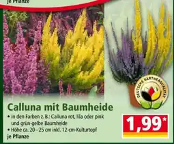 Norma Calluna mit Baumheide Angebot