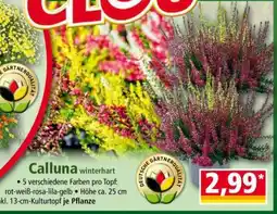 Norma Calluna winterhart Angebot