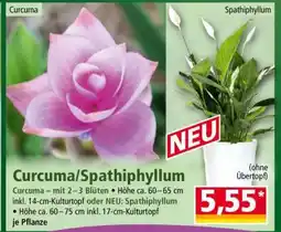 Norma Curcuma/Spathiphyllum Angebot