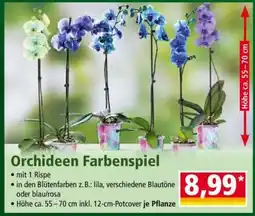 Norma Orchideen Farbenspiel Angebot