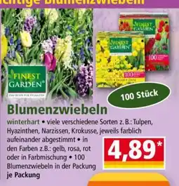 Norma Blumenzwiebeln Angebot