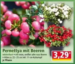 Norma Pernettya mit Beeren Angebot