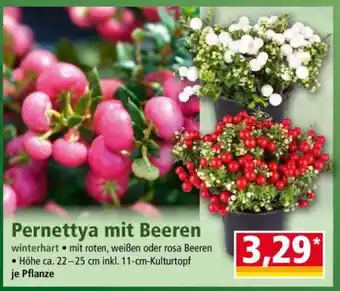 Norma Pernettya mit Beeren Angebot