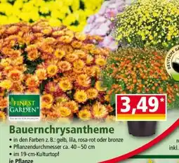 Norma Bauernchrysantheme Angebot