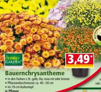 Norma Bauernchrysantheme Angebot