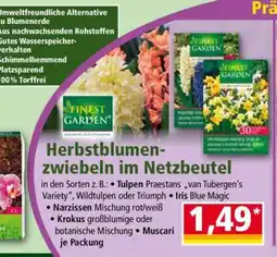 Norma Herbstblumenzwiebeln im Netzbeutel Angebot
