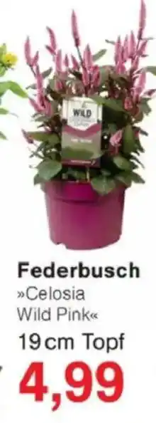 Jawoll Federbusch Angebot