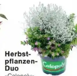 Jawoll Herbst- pflanzen- Duo Angebot