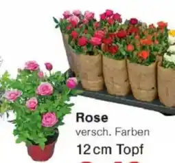Jawoll Rose Angebot
