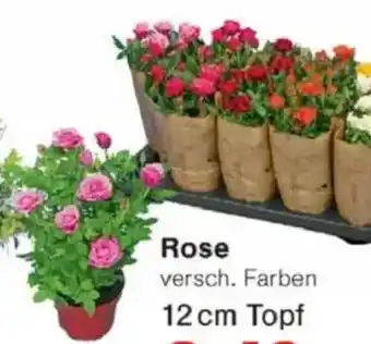 Jawoll Rose Angebot