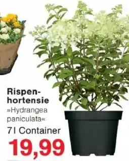 Jawoll Rispen- hortensie Angebot