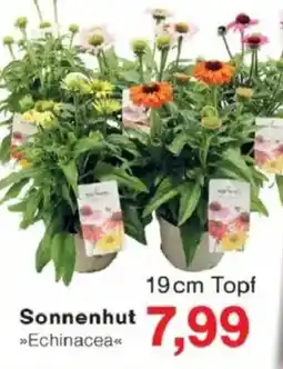 Jawoll Sonnenhut Angebot