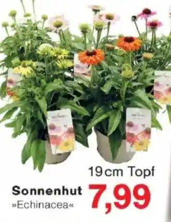 Jawoll Sonnenhut Angebot
