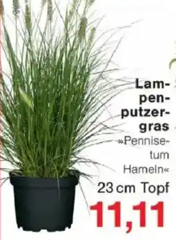 Jawoll Lam- pen- putzer- gras Angebot
