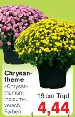 Jawoll Chrysan- theme Angebot