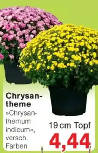 Jawoll Chrysan- theme Angebot
