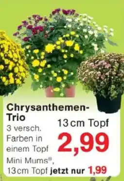 Jawoll Chrysanthemen- Trio Angebot