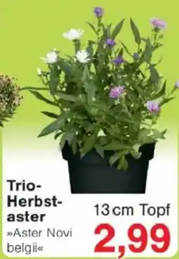 Jawoll Trio- Herbst- aster Angebot