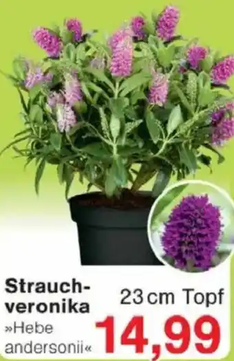 Jawoll Strauch- veronika Angebot