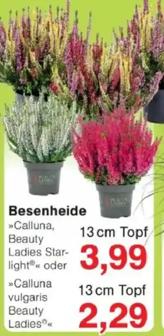 Jawoll Besenheide Angebot