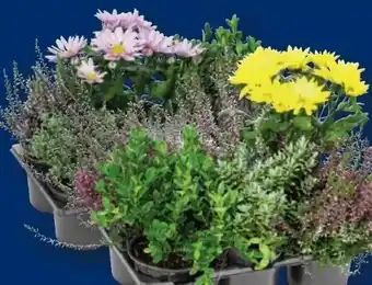 Lidl Herbstpflanzenmix Angebot