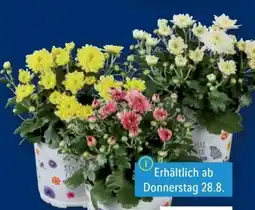 Lidl Chrysanthemen Angebot