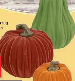 Thomas Philipps Deko-Kürbisse Angebot