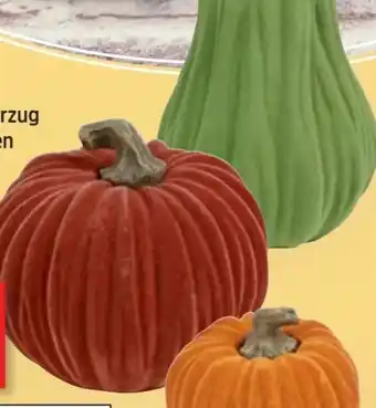 Thomas Philipps Deko-Kürbisse Angebot
