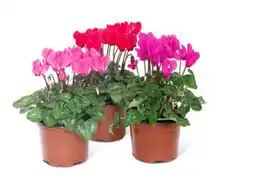 toom Baumarkt Garten-Alpenveilchen Angebot