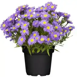 toom Baumarkt Toom Herbstaster-Mix Angebot